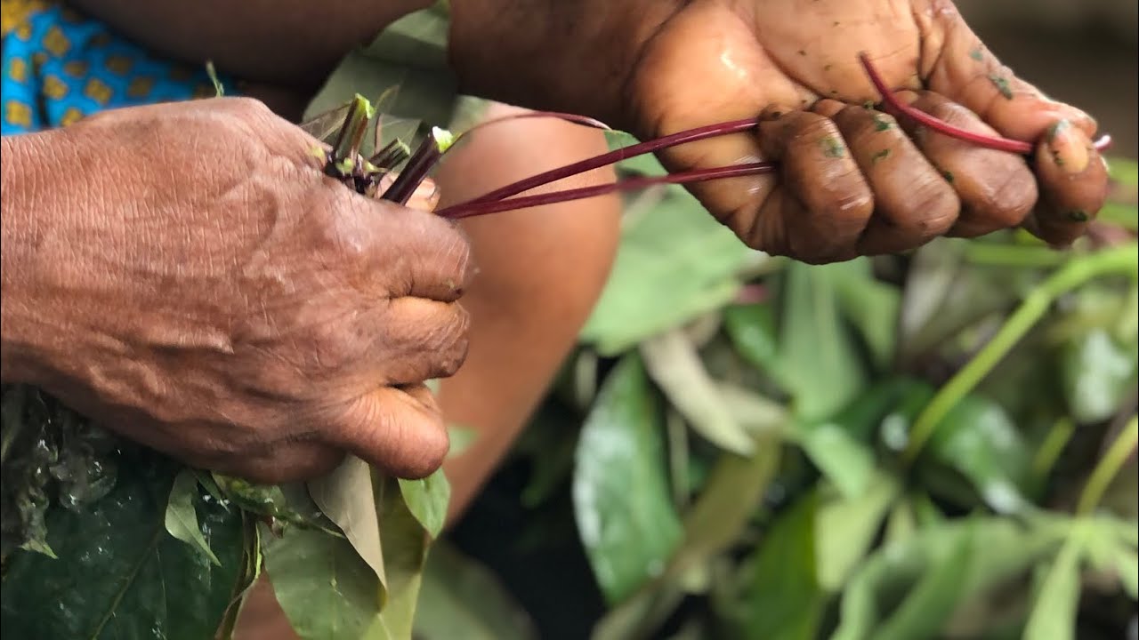MENDZAA ESSOUCK - Feuilles de manioc chez les Fangs | Gastronomie Gabonaise - Cuisine du Gabon