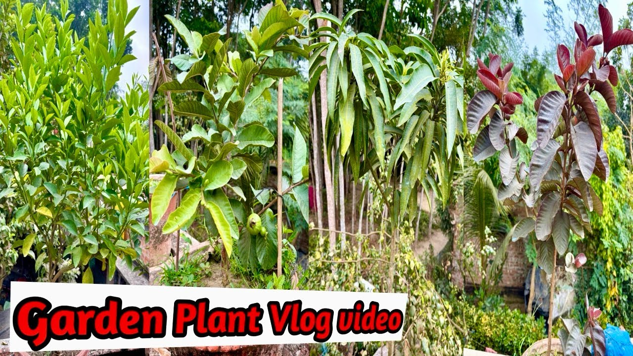 Garden Plant Vlog Video￼ 📸 Best Plant And Garden ~ Nishat Nursery Official Vlog  