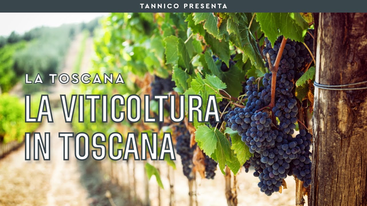 La viticoltura in Toscana | Tannico Flying School