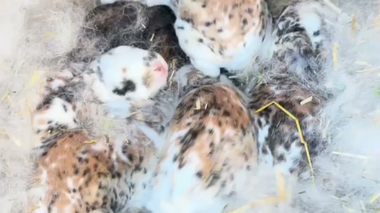 Cute Baby Rabbits & So Many Bunnies 🐰 | Heart-Melting Fluffy Moments