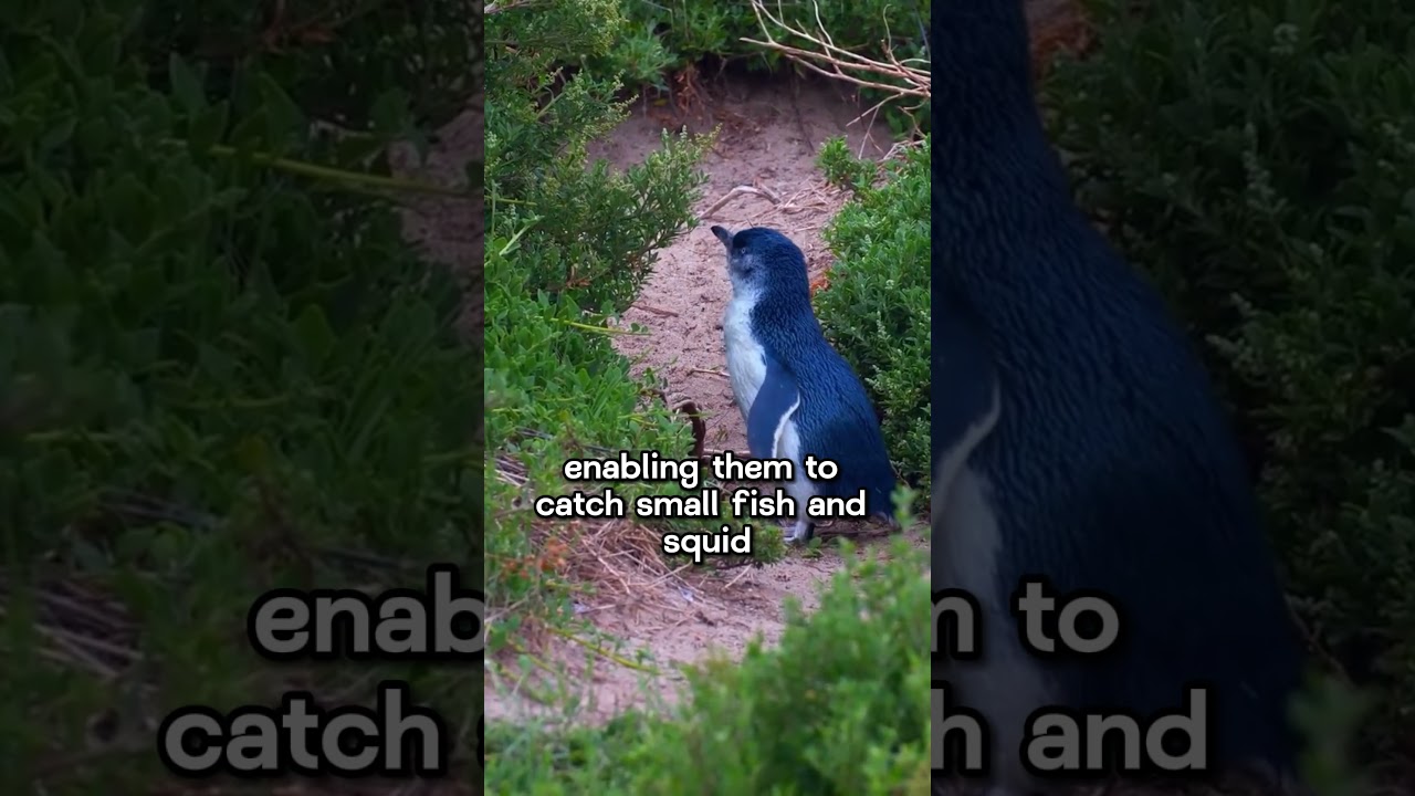 Fairy Penguin #penguin  #adorable #cutecreatures