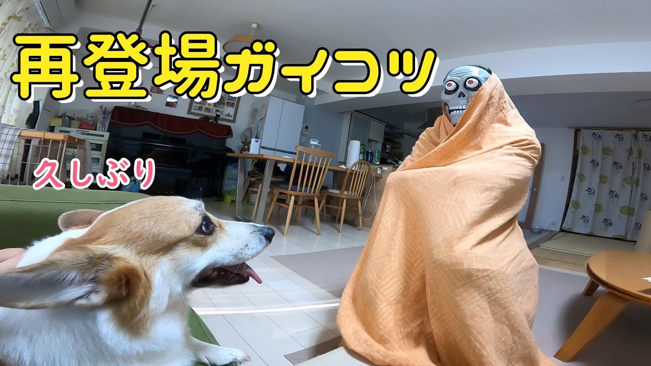 去年怖がったガイコツで帰ってきたら大変なことになりました