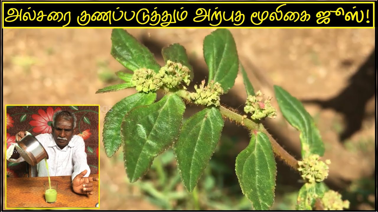 அல்சரை குணப்படுத்தும் அற்புத மூலிகை ஜூஸ் | அம்மான் பச்சரிசி மருத்துவ பயன்கள் | Amman Pacharisi juice