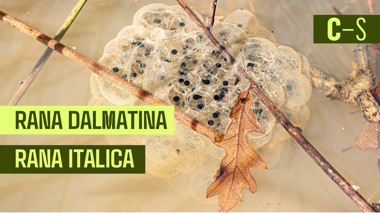 Rana dalmatina e Rana italica
