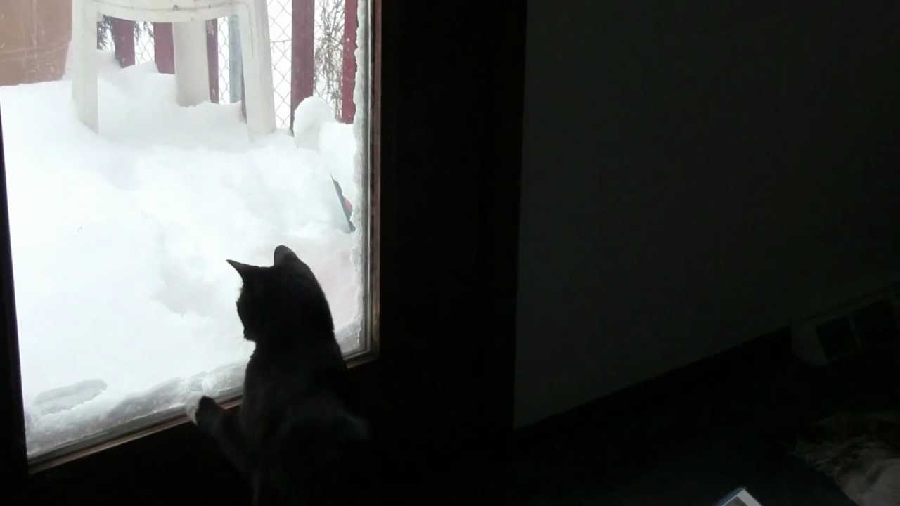 HUNGRY SQUIRREL WANTS TO EAT MY CAT! - By: Norm Rasmussen