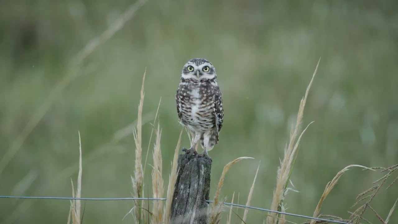 Wildlife, Birds and Nature at Los Potreros