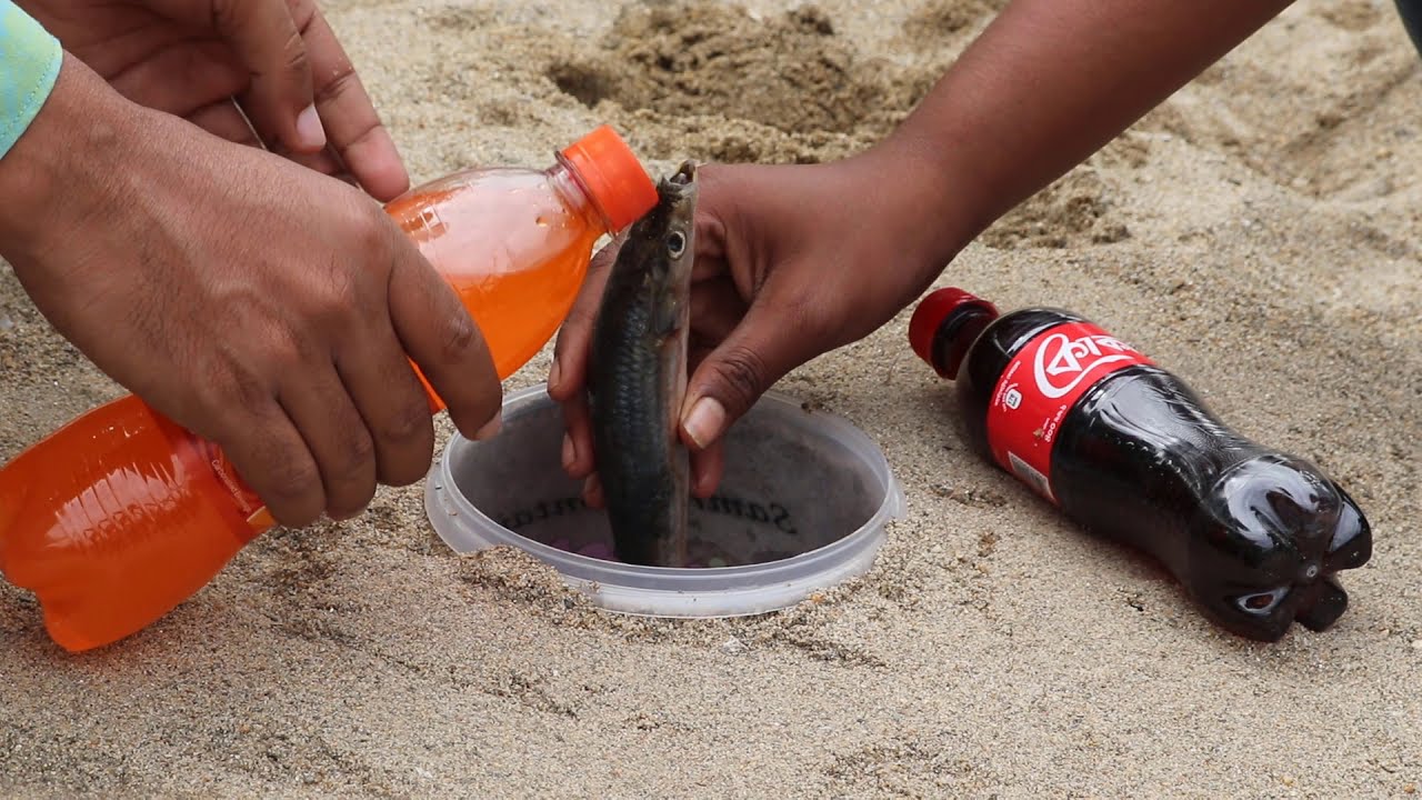 Experiment Fish VS Coco Cola Mentos in super Reaction