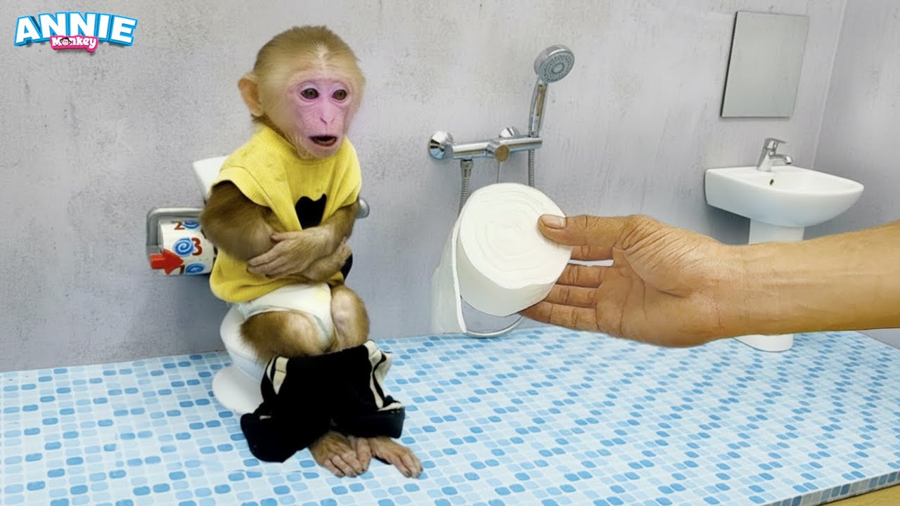 The funny story of monkey Annie learning to make sandwiches for breakfast