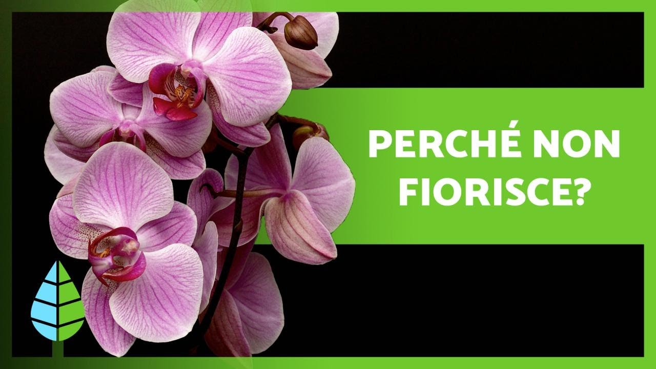 7 MOTIVI per cui l'ORCHIDEA non FIORISCE 🌸🌱 Falla sbocciare!