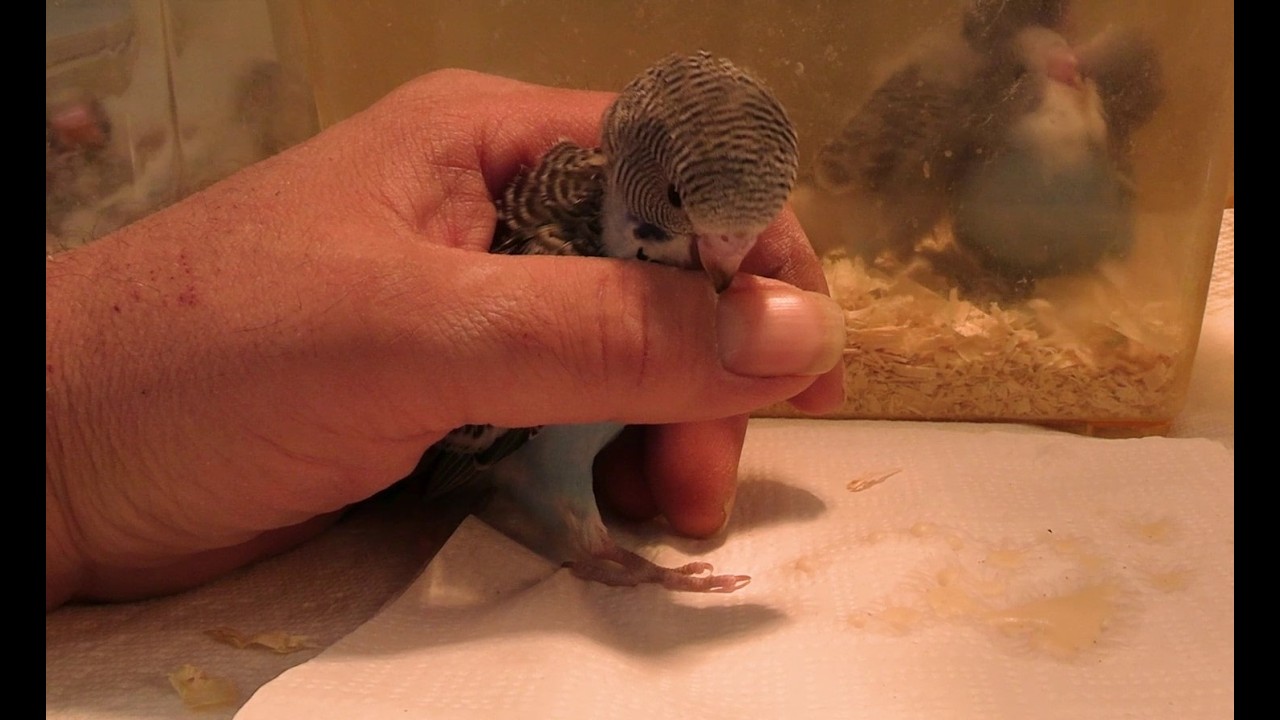 Handfeeding Little Bitey Bastard Budgie Babies - Feb 25