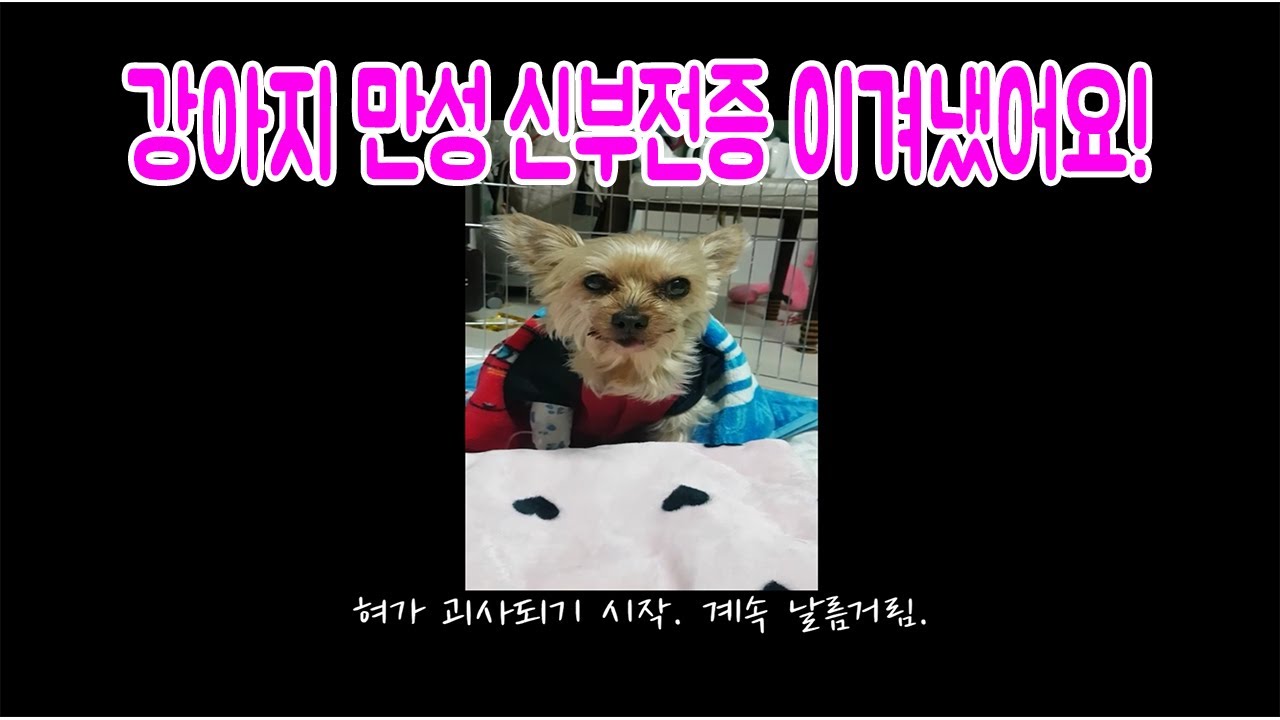 강아지 신부전 피하수액으로 극복했어요