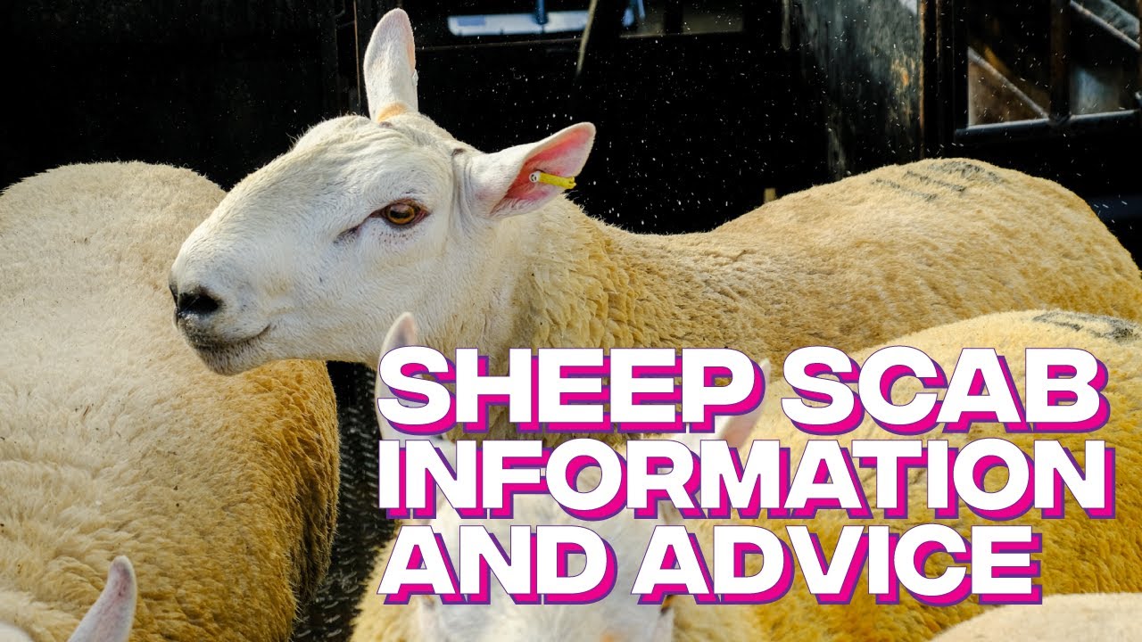 Sheep Scab disease and treatment options in Shetland - Presentation