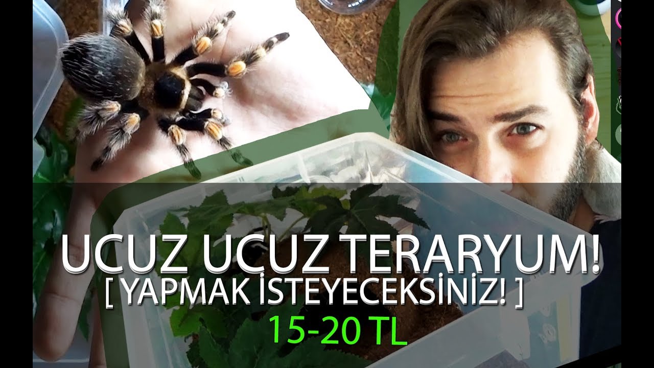Ucuz mu ucuz Teraryum! Tarantulaların Yeni Evleri.