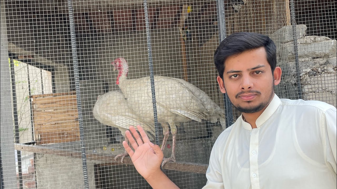 ALHAMDULILLAH NWE turkey 🦃 birds                |DeraVibes903
