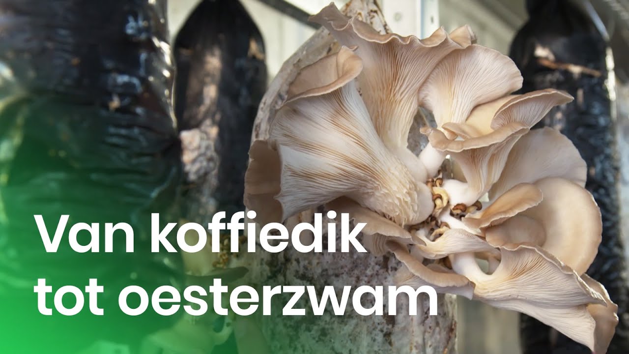 Hoe kweek je oesterzwammen op koffiedik? | Topnieuw