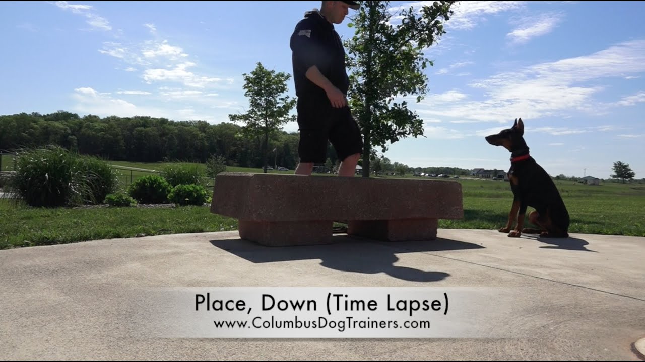 Dog Training: 6 Month Old Doberman, Lambeau! Before/After 2 Week Board and Train!