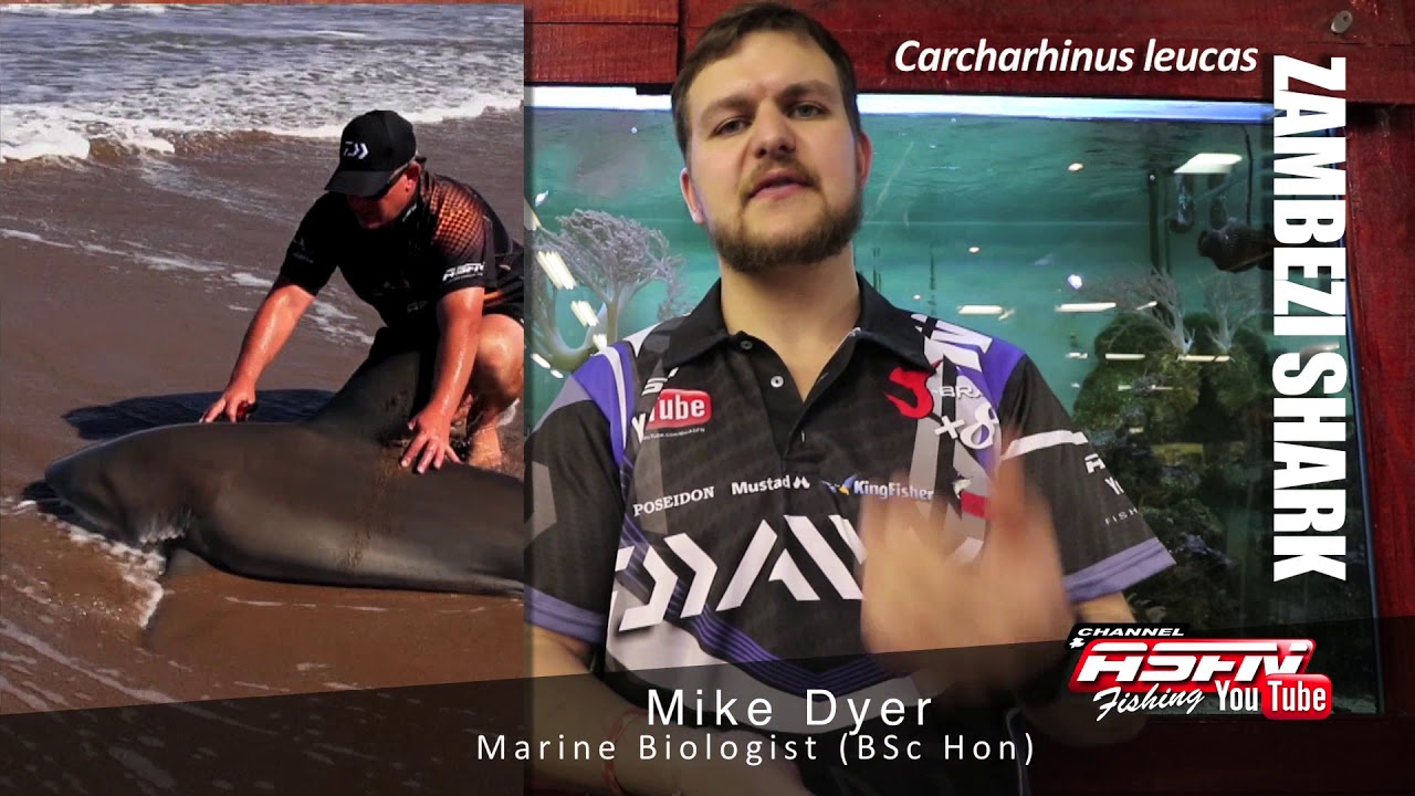 Zambezi Shark/Bull Shark | ASFN SPECIES