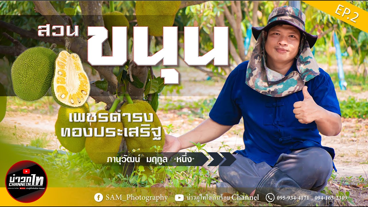 ขนุนพันธุ์ทองประเสริฐ และ เพชรดำรง อ.หนองพอก EP.2