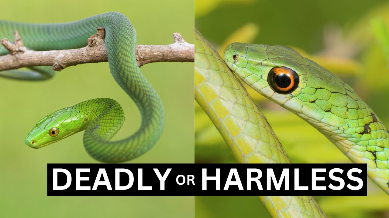 Deadly MAMBA or HARMLESS Bush Snake?