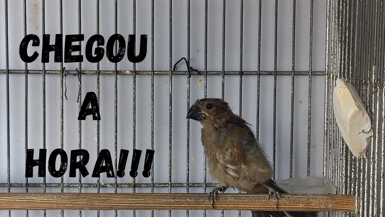 O que devo observar antes de separar o filhote da mãe?