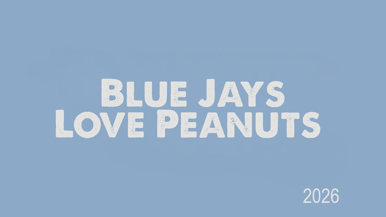 Blue Jays Love Peanuts