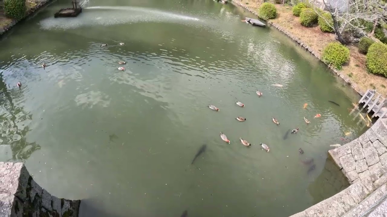 watching koi fish, ducks and turtles.  #traveljapan #travel #koi #japan #cute