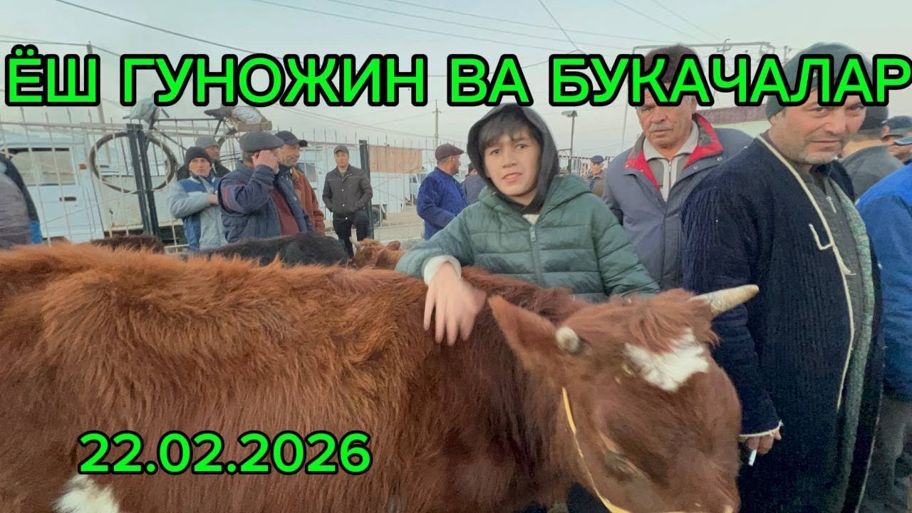22.02.2026.БУХОРО ШАХАР БЕТОНКА МОЛБОЗОРИ ЁШ ГУНАЖИН БУКАЧАЛАР КАТОРИДАН 