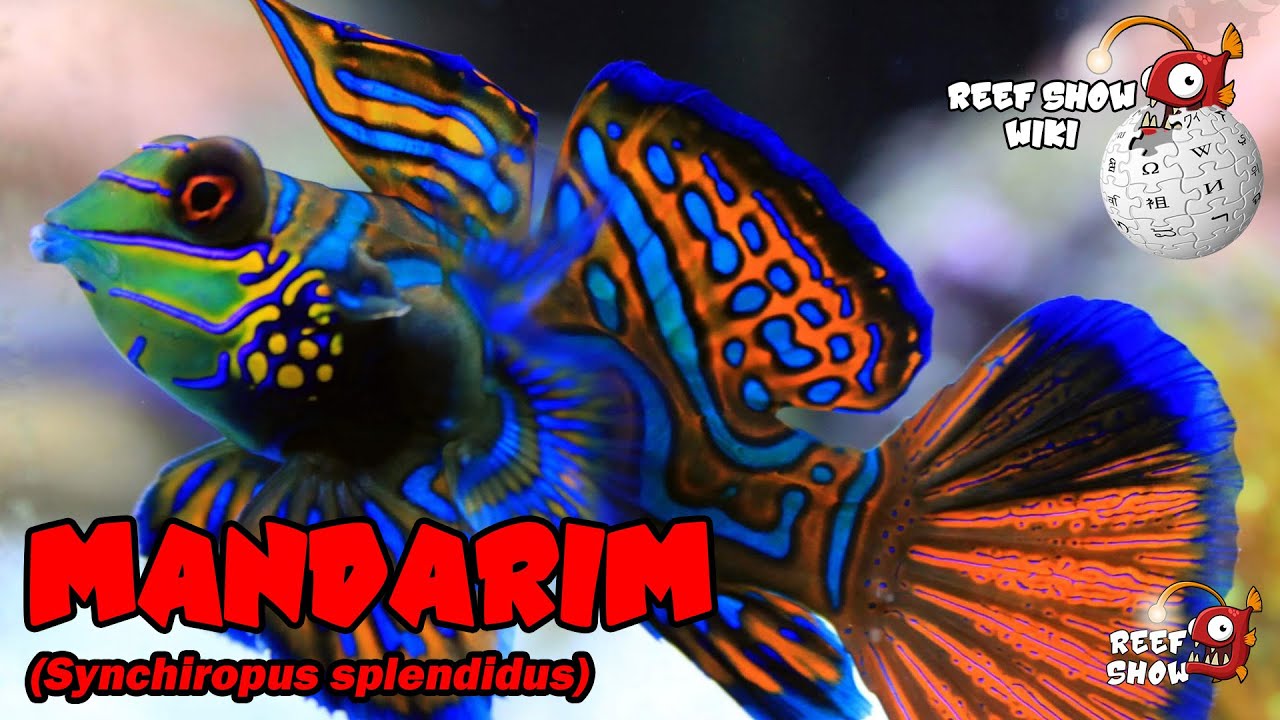 Reef Show Wiki: Mandarim