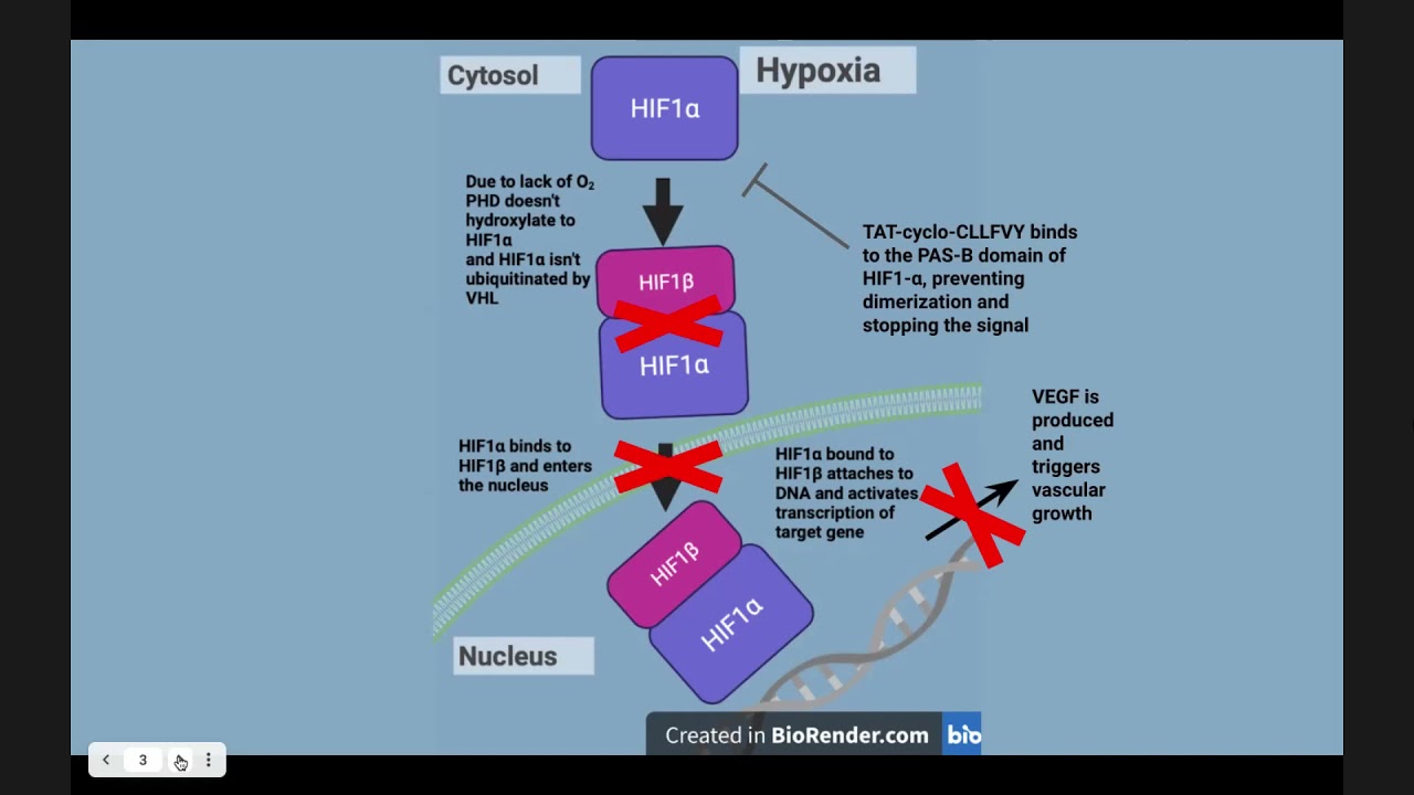 HIF1&alpha; Signaling Pathway