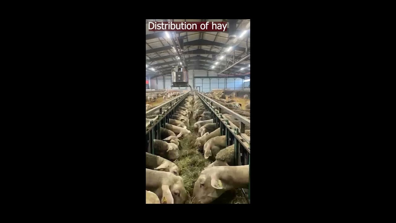 TKS EasyFeed - feeding and bedding  sheeps ENGLISH
