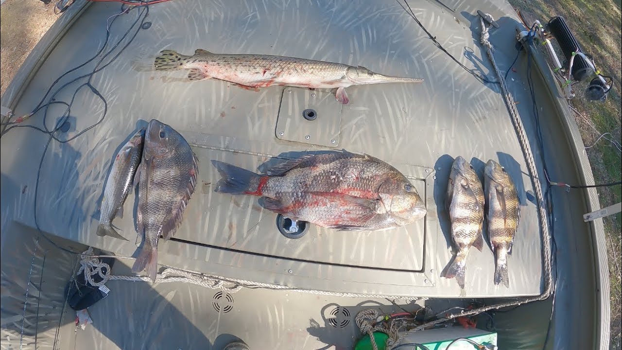 Monster Sheepshead in the boat!!! Bowfishing the Florida Marsh.