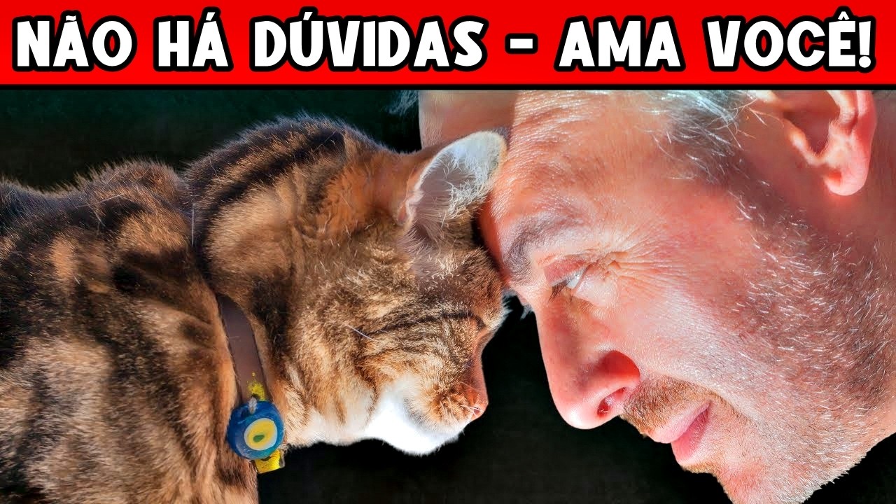 20 Sinais que seu gato ama você difíceis de perceber! (PARABÉNS se ele faz isso!)
