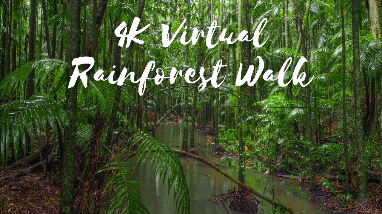 4K Virtual Rainforest Walk ASMR