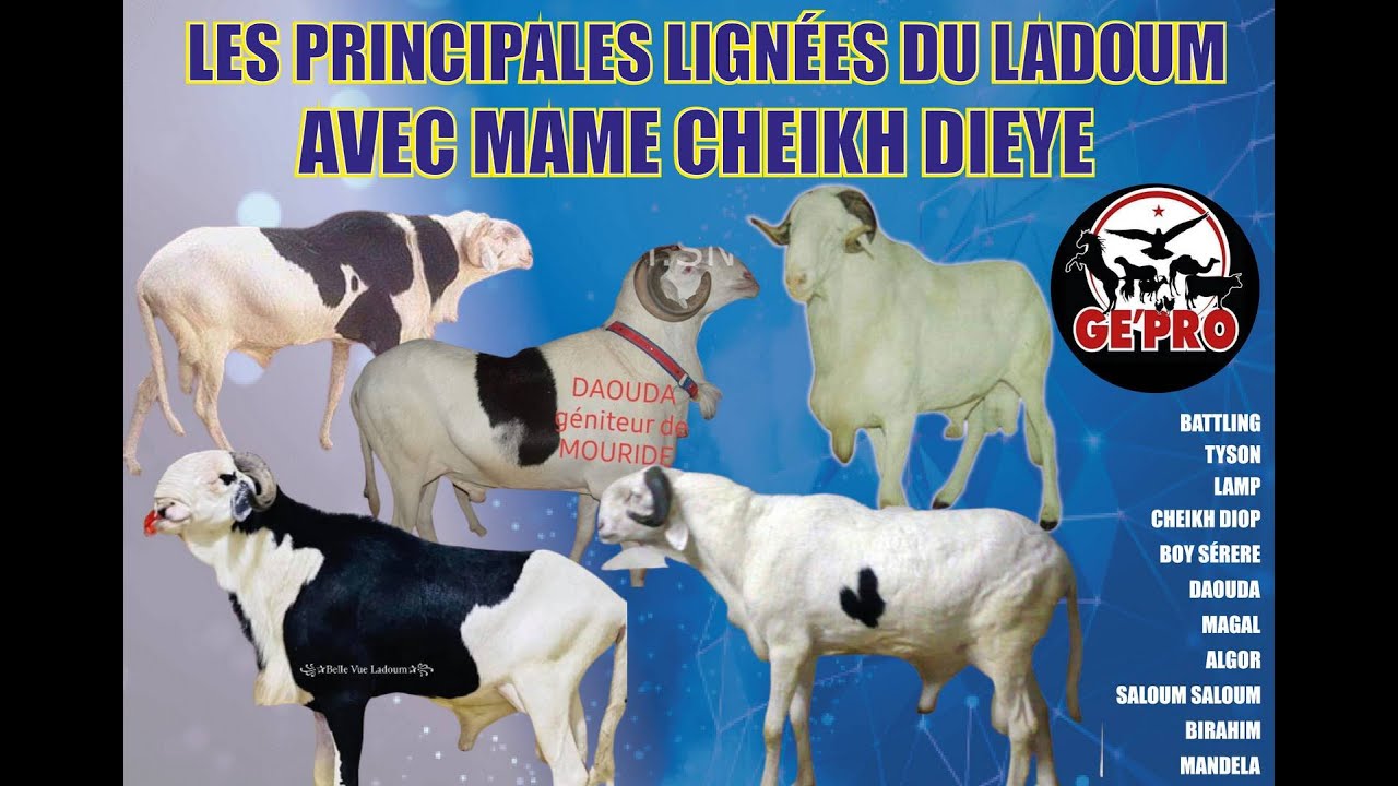LES PRINCIPALES TETES DE LIGNEES DU LADOUM