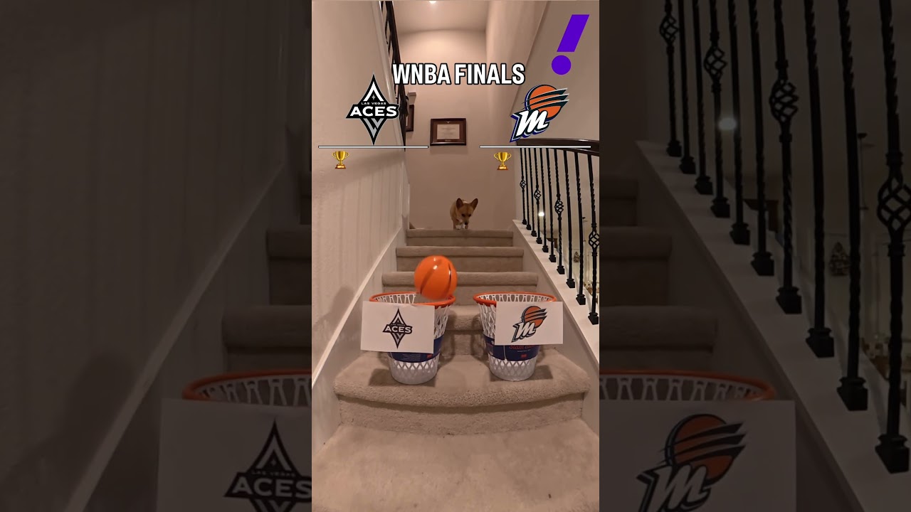 Air Corgi Predicts The WNBA Finals