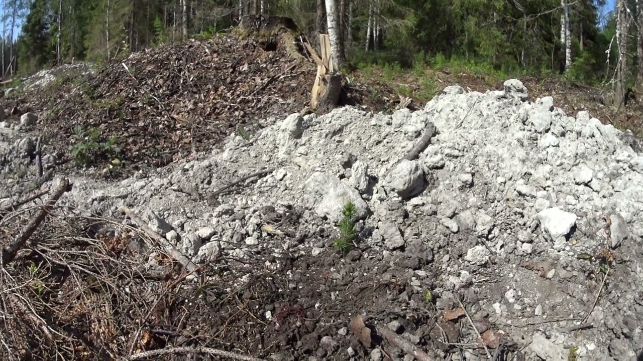 Metsolan metsäkoulu 288 - Kun istutuspalvelu menee pieleen - kaksi virhettä