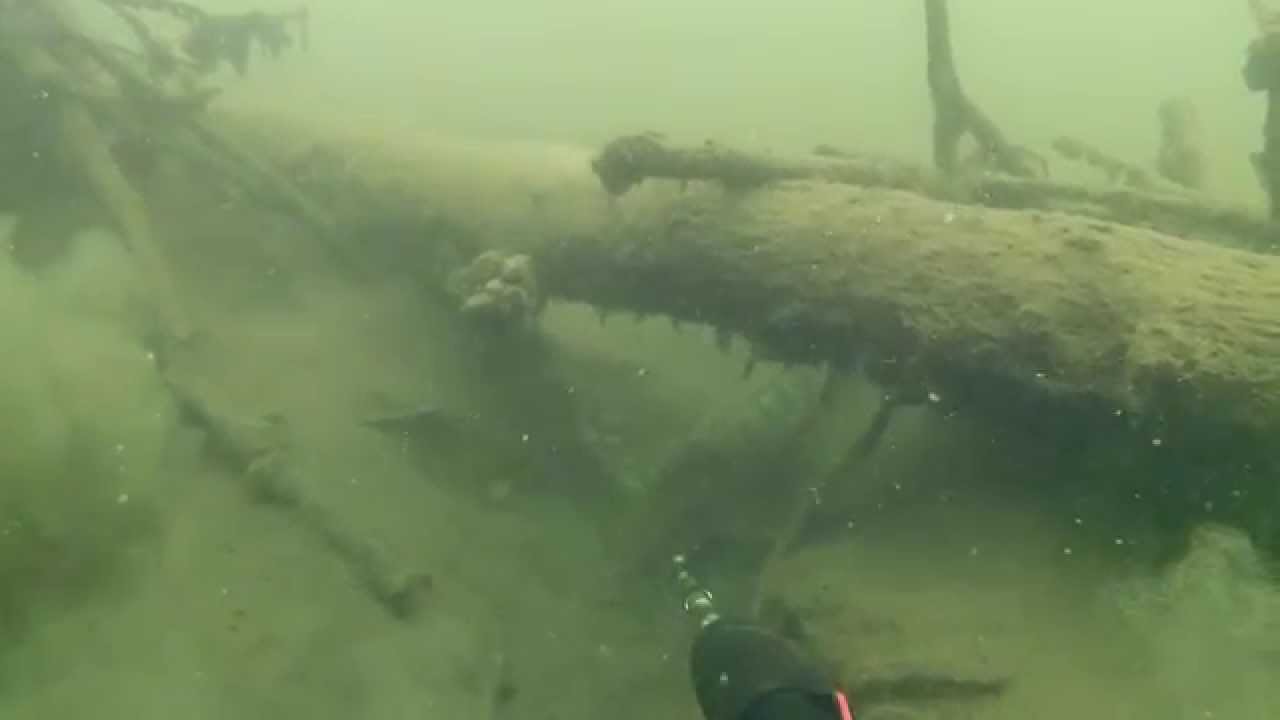 Sandacze i sandaczyki