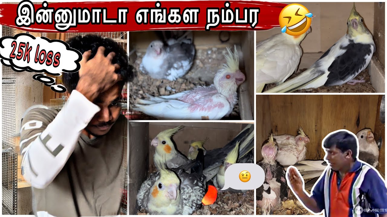 Farm visit / we lost 25k 🥲 #birds #cocktail #kanchipuram #pets #farm #only #online #cockatiel