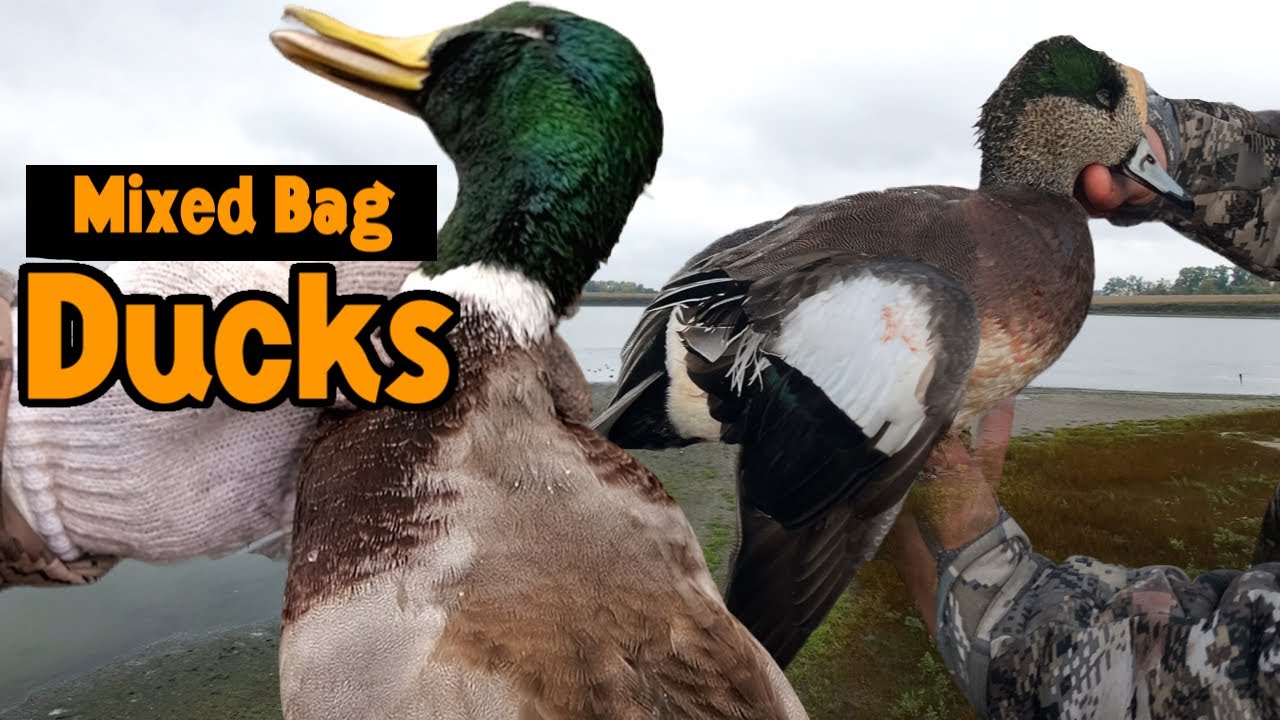 Duck Hunting over Water | North Dakota Mixed Bag