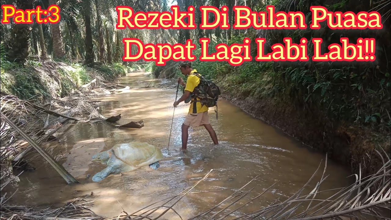 Memburu Labi Labi Sungai Paloh!!