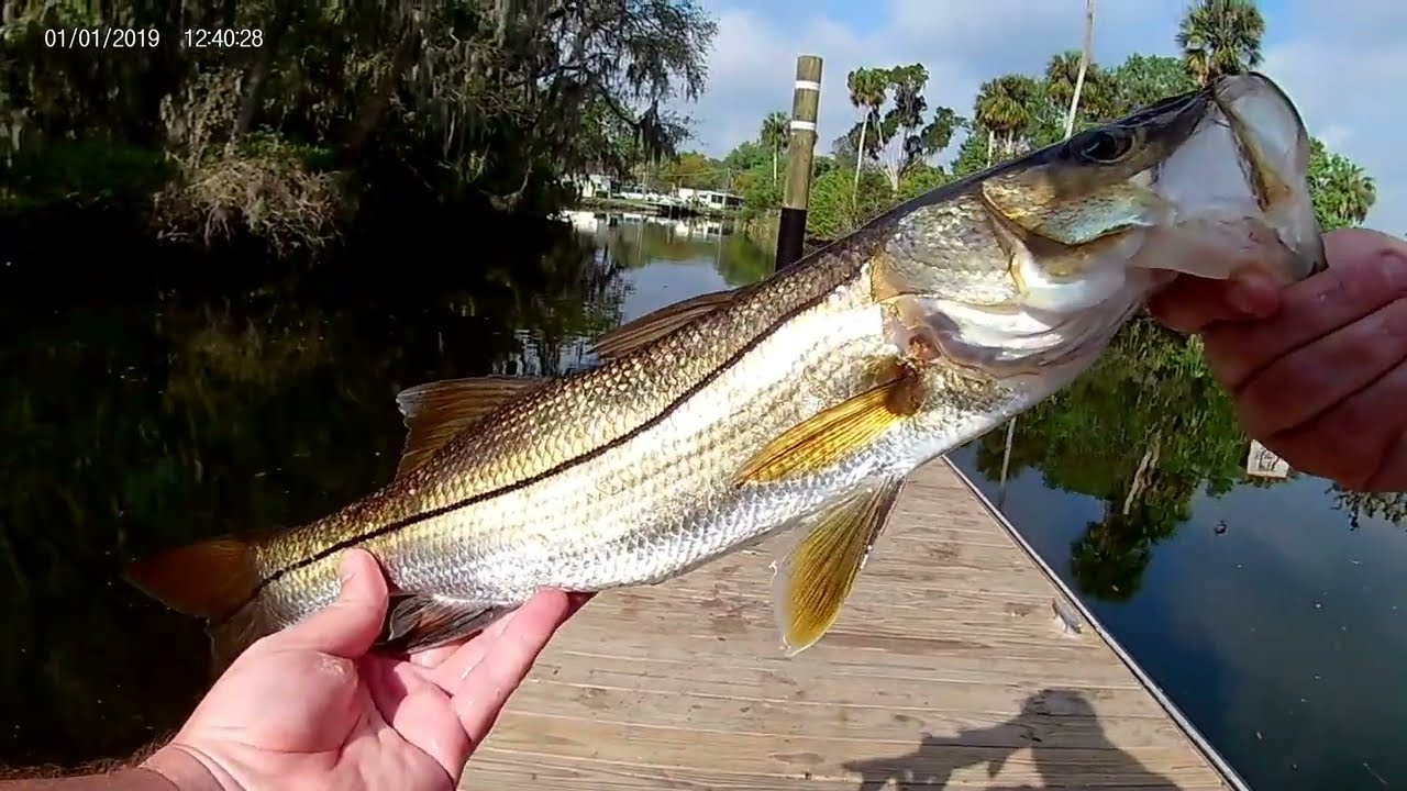 Back to the Alafia River!