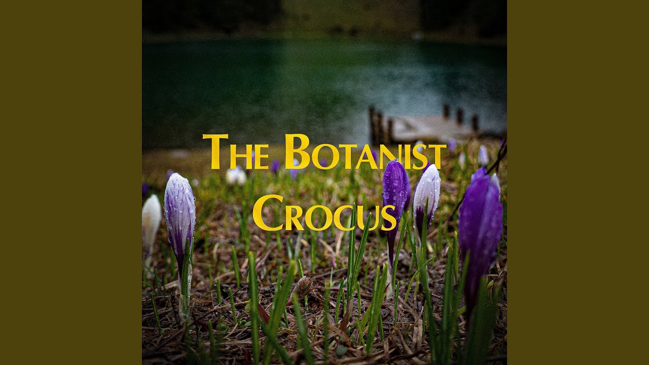 Crocus