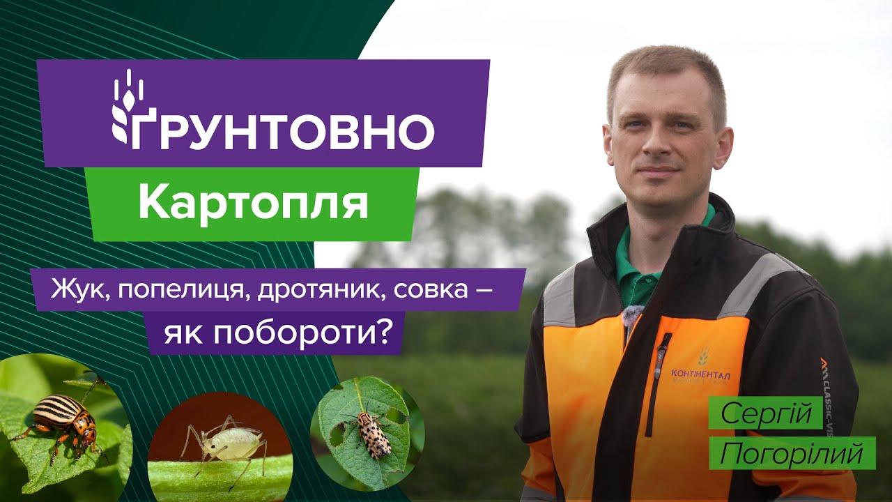 Колорадський жук, попелиця, дротяник і совка: тактика захисту картоплі