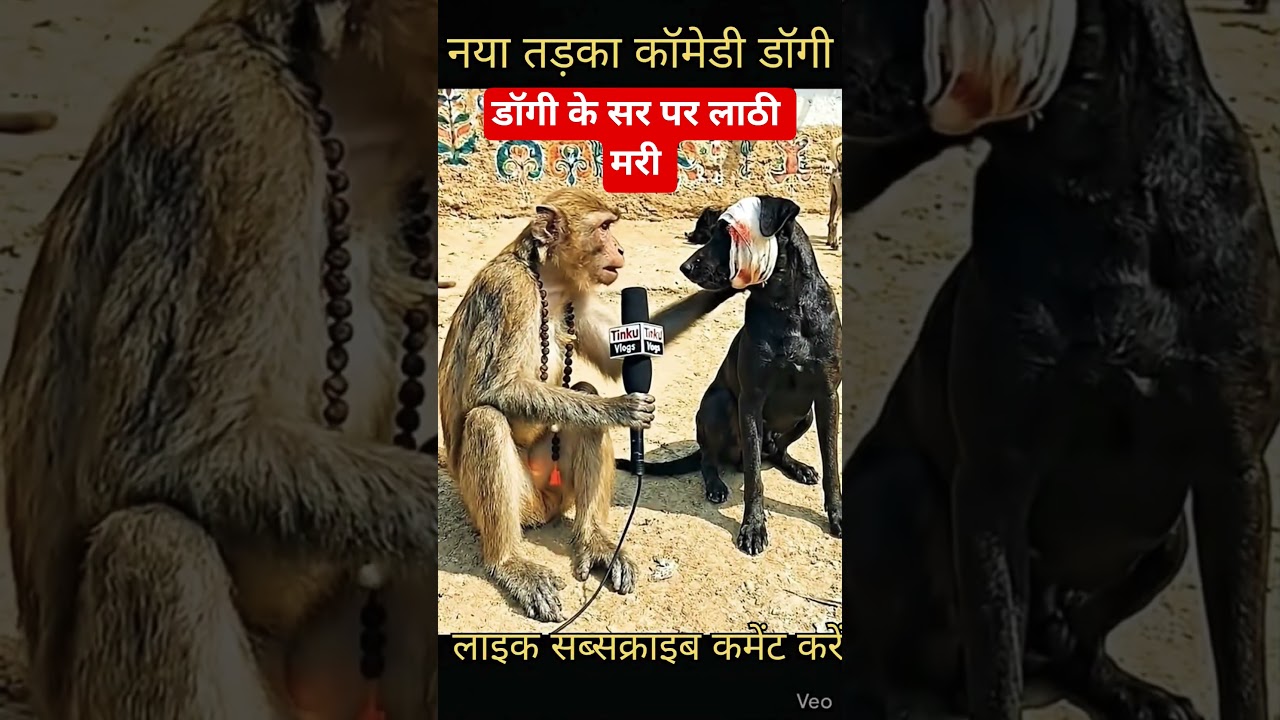 👉🔥🤣डॉगी के सर पर लाठी मारी !😱#funny #comedyshorts 😂🔥#desicomedy 😂