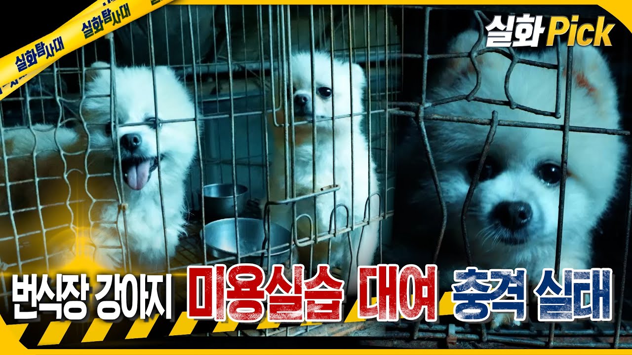 [실화Pick] 번식장 강아지 미용실습 대여 충격 실태 #실화탐사대 #실화On MBC251002방송