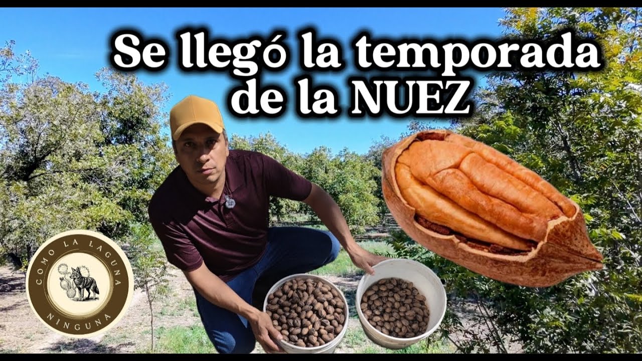 COSECHA DE NUEZ EN LA COMARCA LAGUNERA