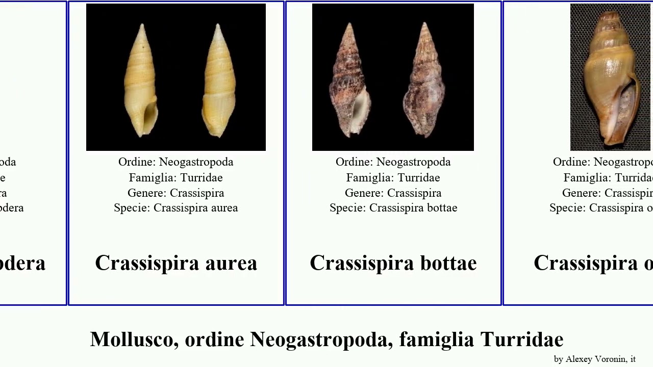 Mollusco, ordine Neogastropoda, famiglia Turridae crassispira lienardia eucithara lophiotoma bela