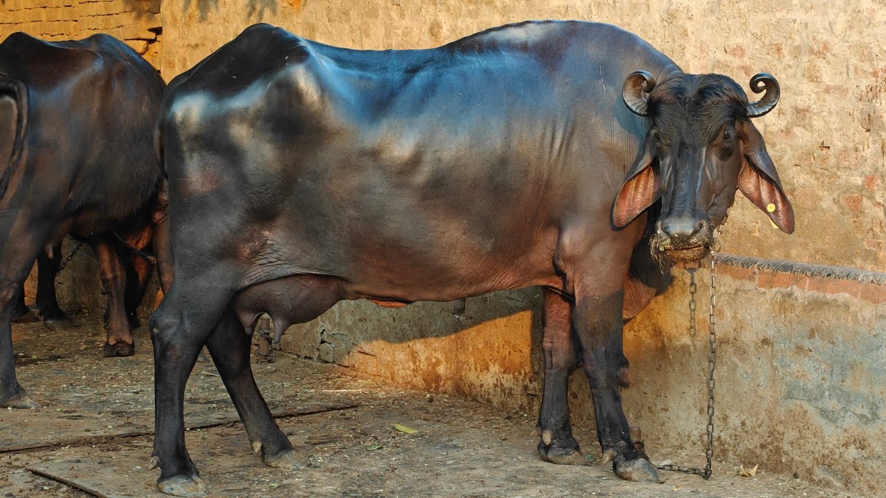 6 Animals for sale, 6 ਪਸ਼ੂ ਵਿਕਾਊ 