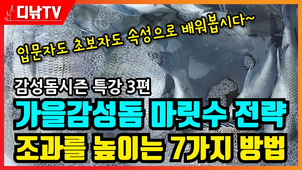 속성! 가을감성돔 마릿수 전략! 조과를 높이는 7가지 방법 [디낚TV 낚시공부방}