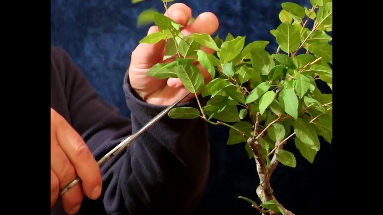 Prunus spinosa (porumbar) proiect bonsai ep. 1